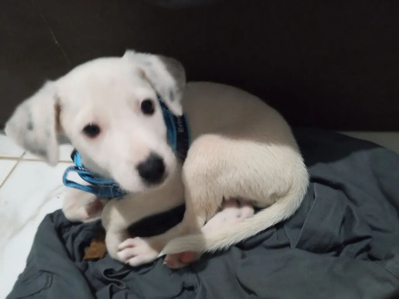 DOA-SE CACHORRO MACHO - Foto 4