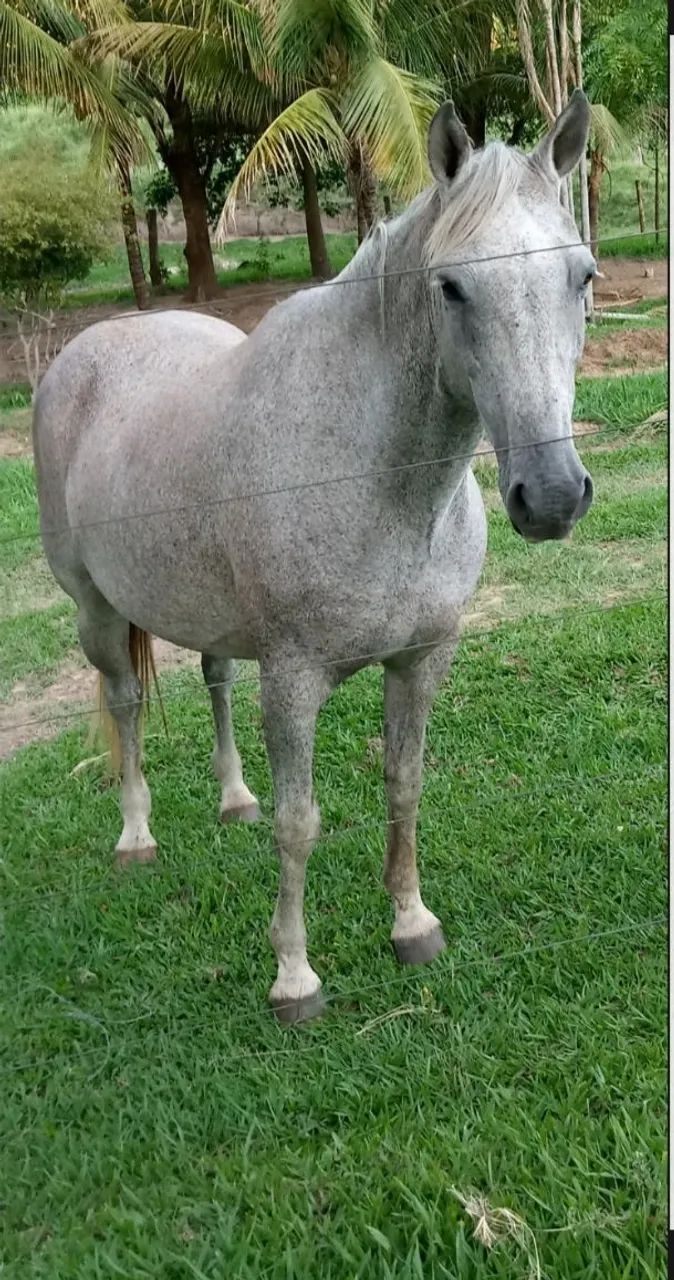 Égua 