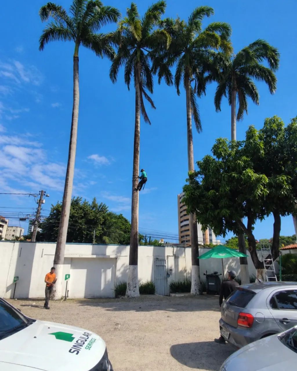 Remoção de Coqueiro Alto - Empresa que remove coqueiro