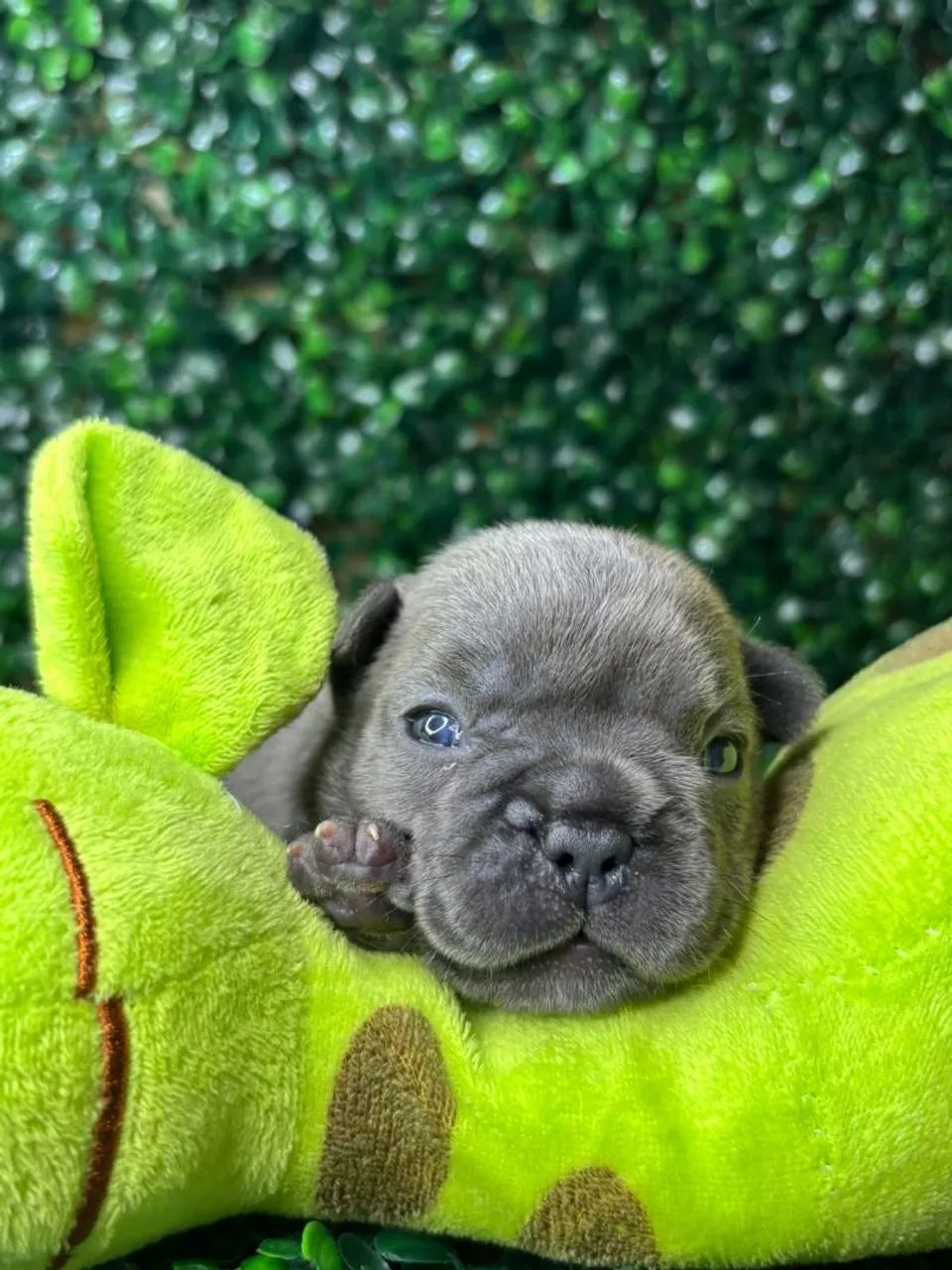 Lindos bbs de bulldog francês corra e faça sua reserva  - Foto 3