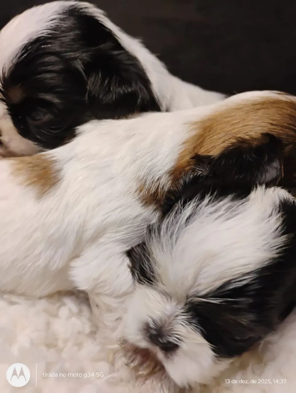 Filhotes de Shih Tzu - Foto 3