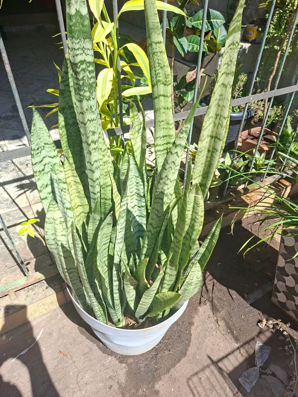 Plantas  - Foto 5