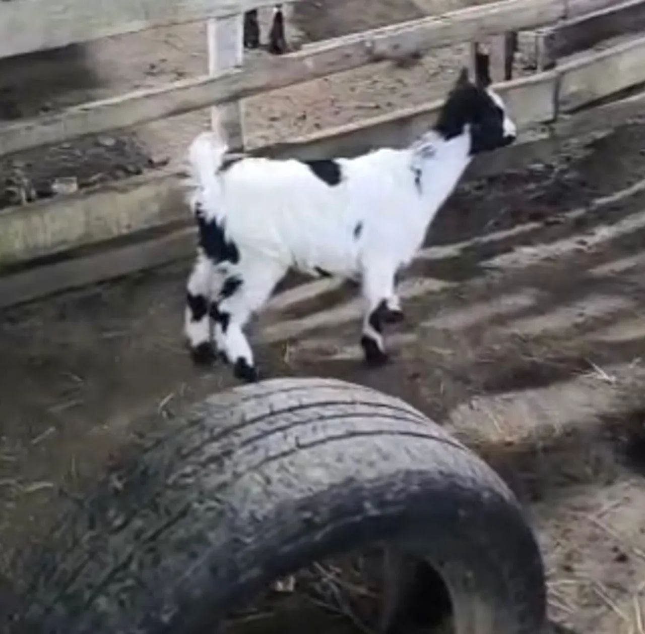 Mini cabra 