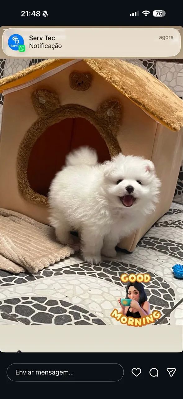 Cachorro