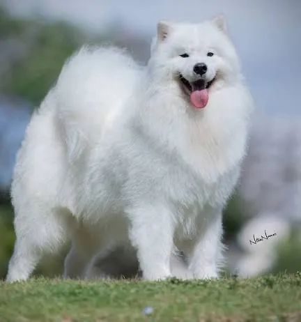 Filhote de samoieda - Foto 3