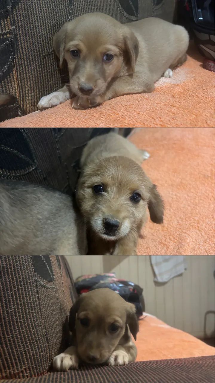 Filhotes cachorro - Foto 2