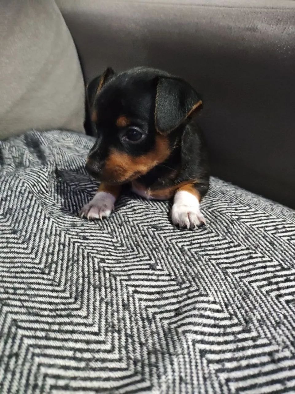 Vendo Pincher 1 - Foto 3