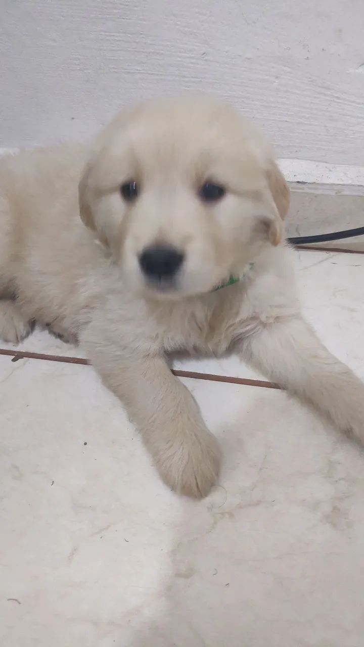 GOLDEN RETRIEVER - Foto 2
