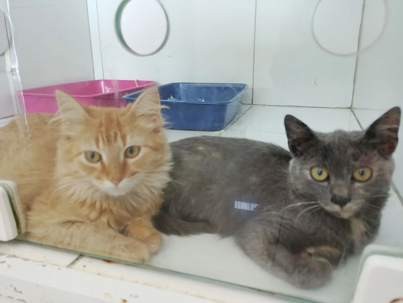 GATINHOS PARA ADOÇÃO RESPONSÁVEL 