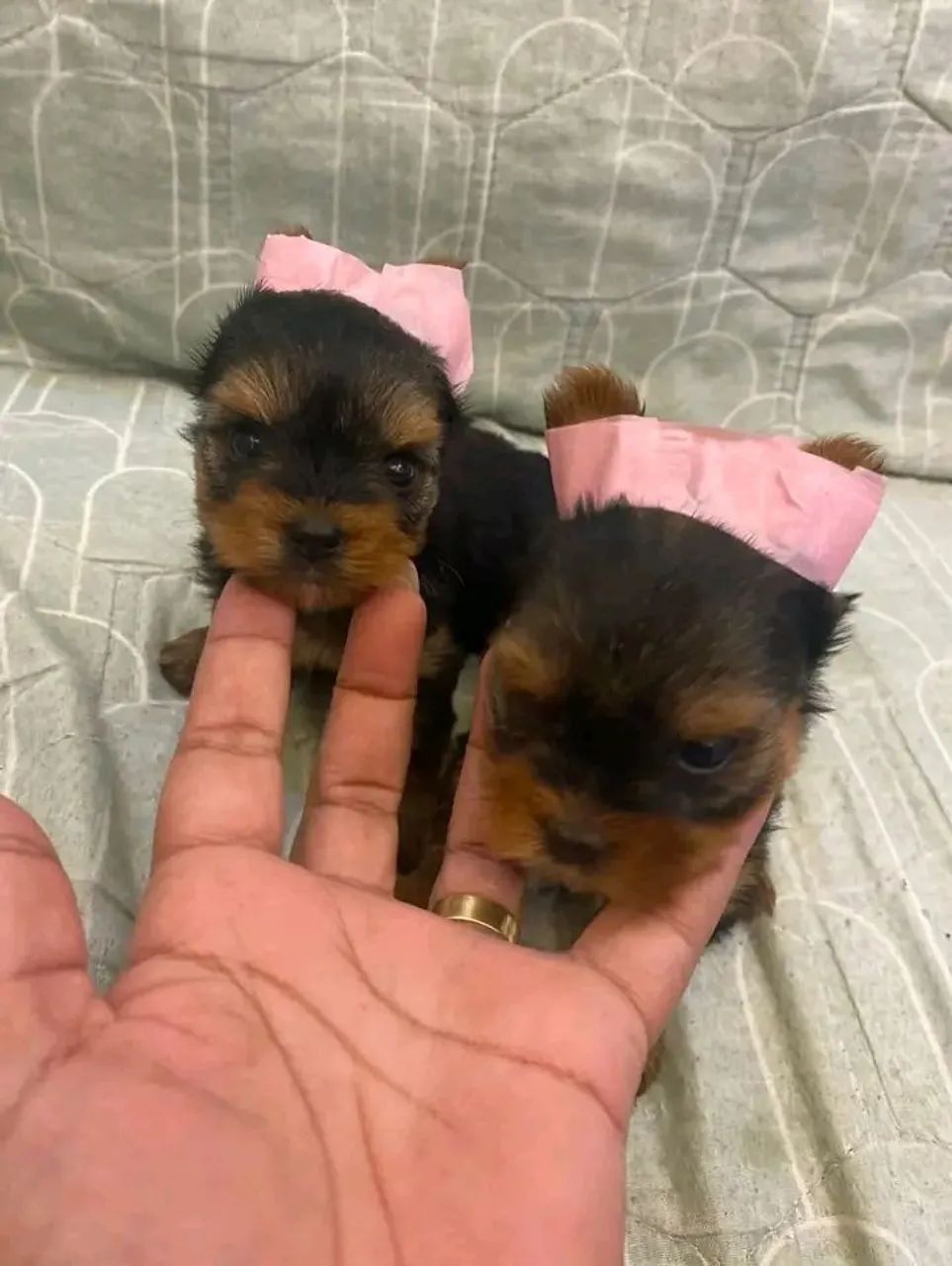 Yorkshire Mini Face (baby)