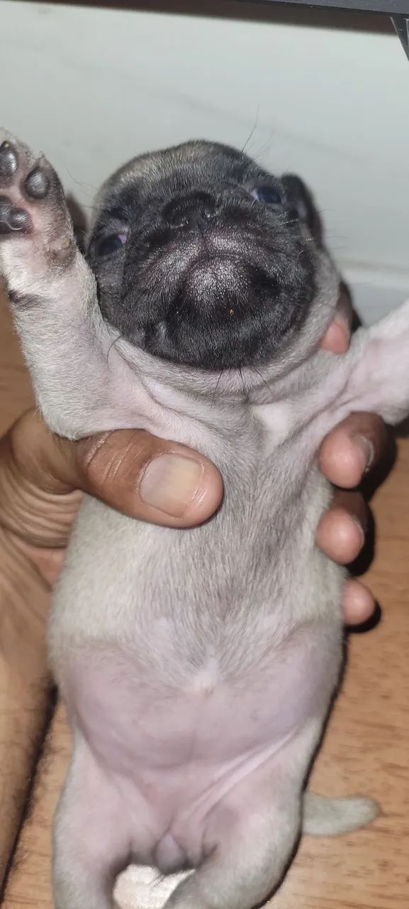 Filhotes de Pug - Foto 3