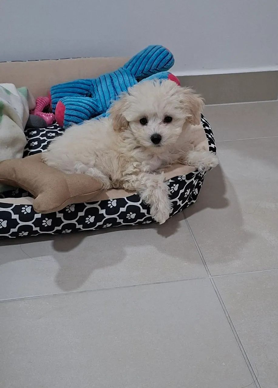 Poodle  - Foto 2