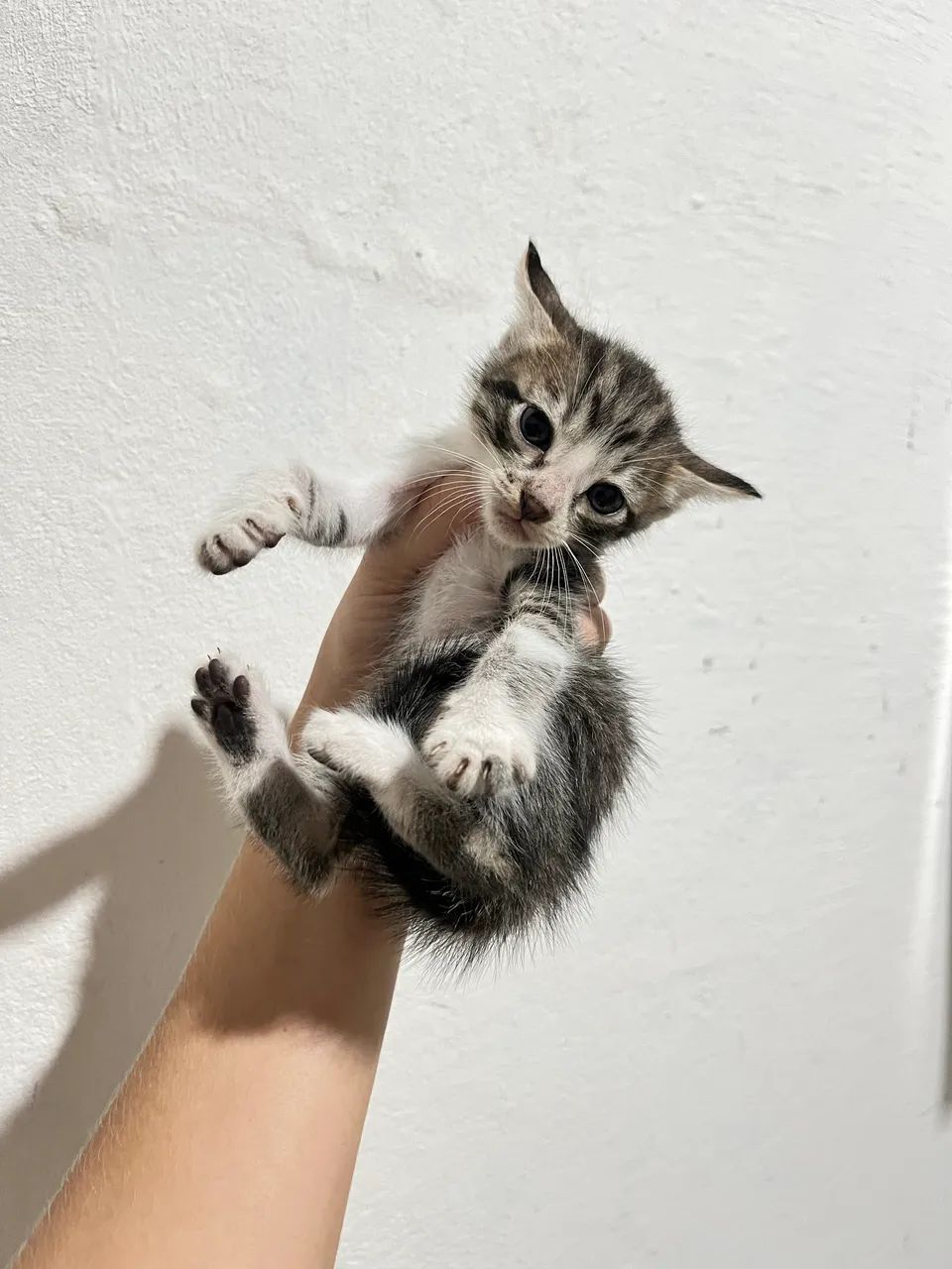 Gatinhos para adoção  - Foto 2