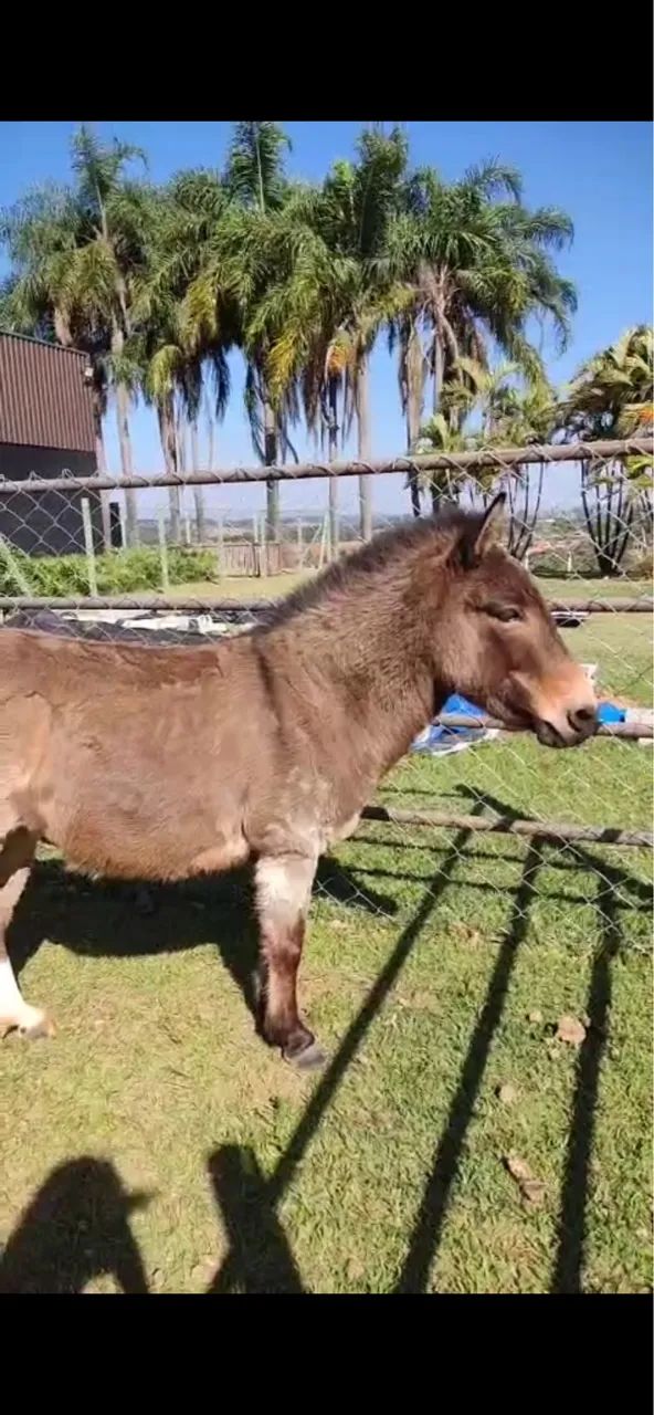 Mini burro  - Foto 3