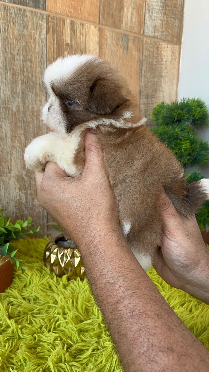 Shih tzu macho - Foto 5