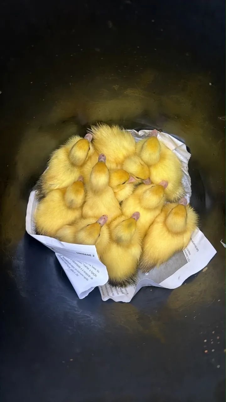 Vende-se Patos