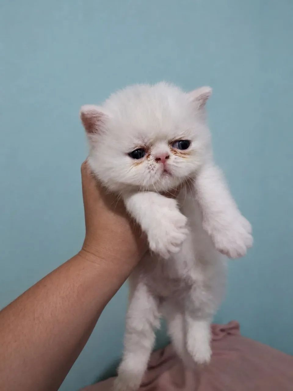 Gato Persa  - Foto 5