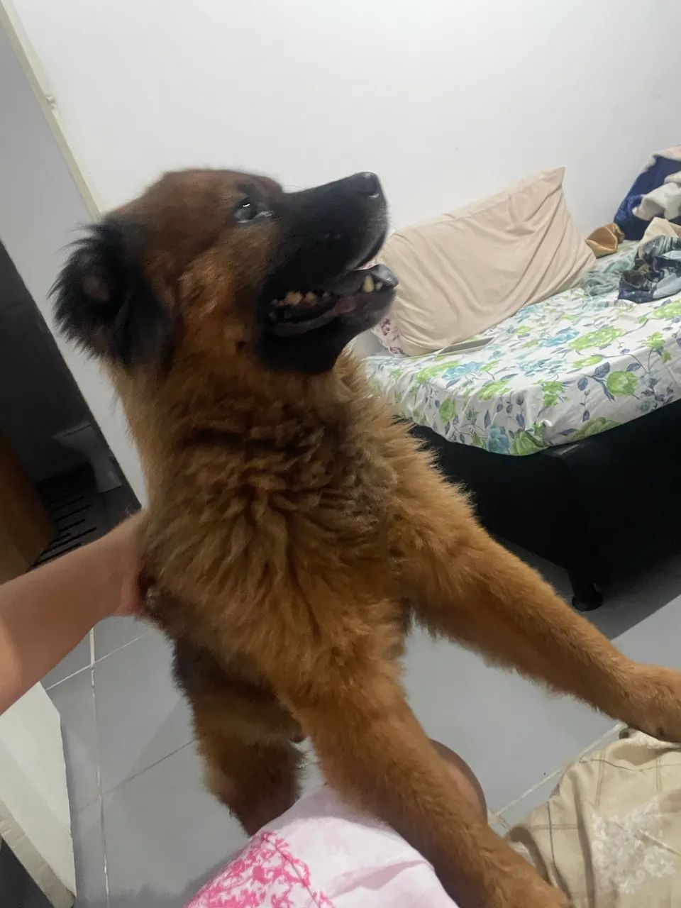 Chow chow para doa ção  - Foto 2