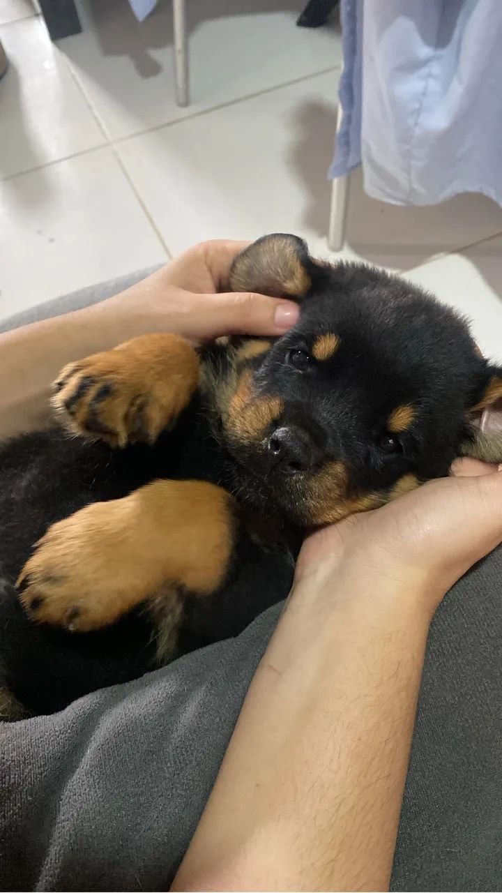 Rotweiller macho - Foto 5