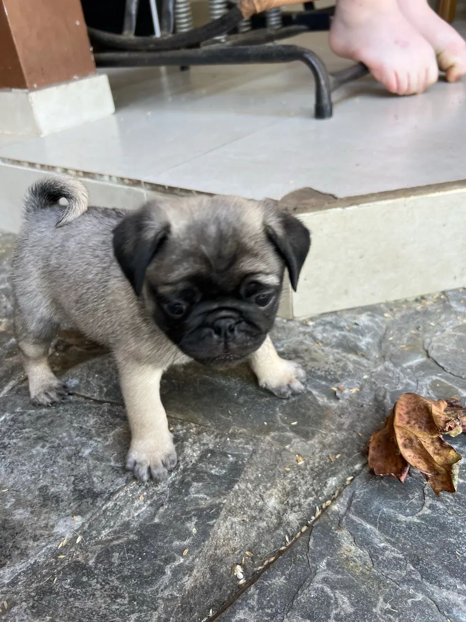 Pug  - Foto 4