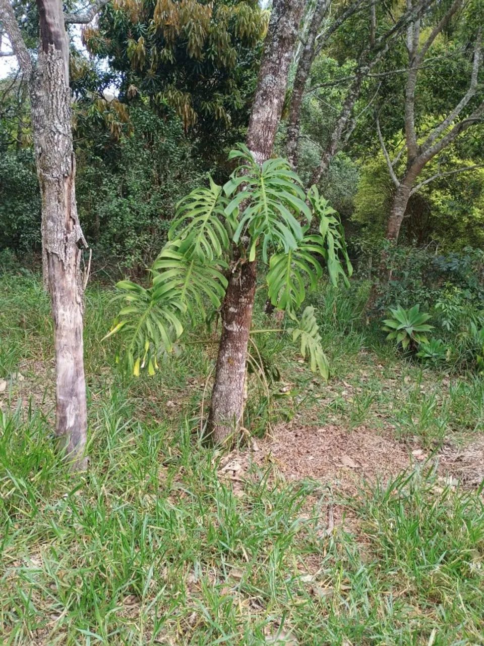 Sitio Entre Rios de Minas - MG  1,5 hectare - Foto 4