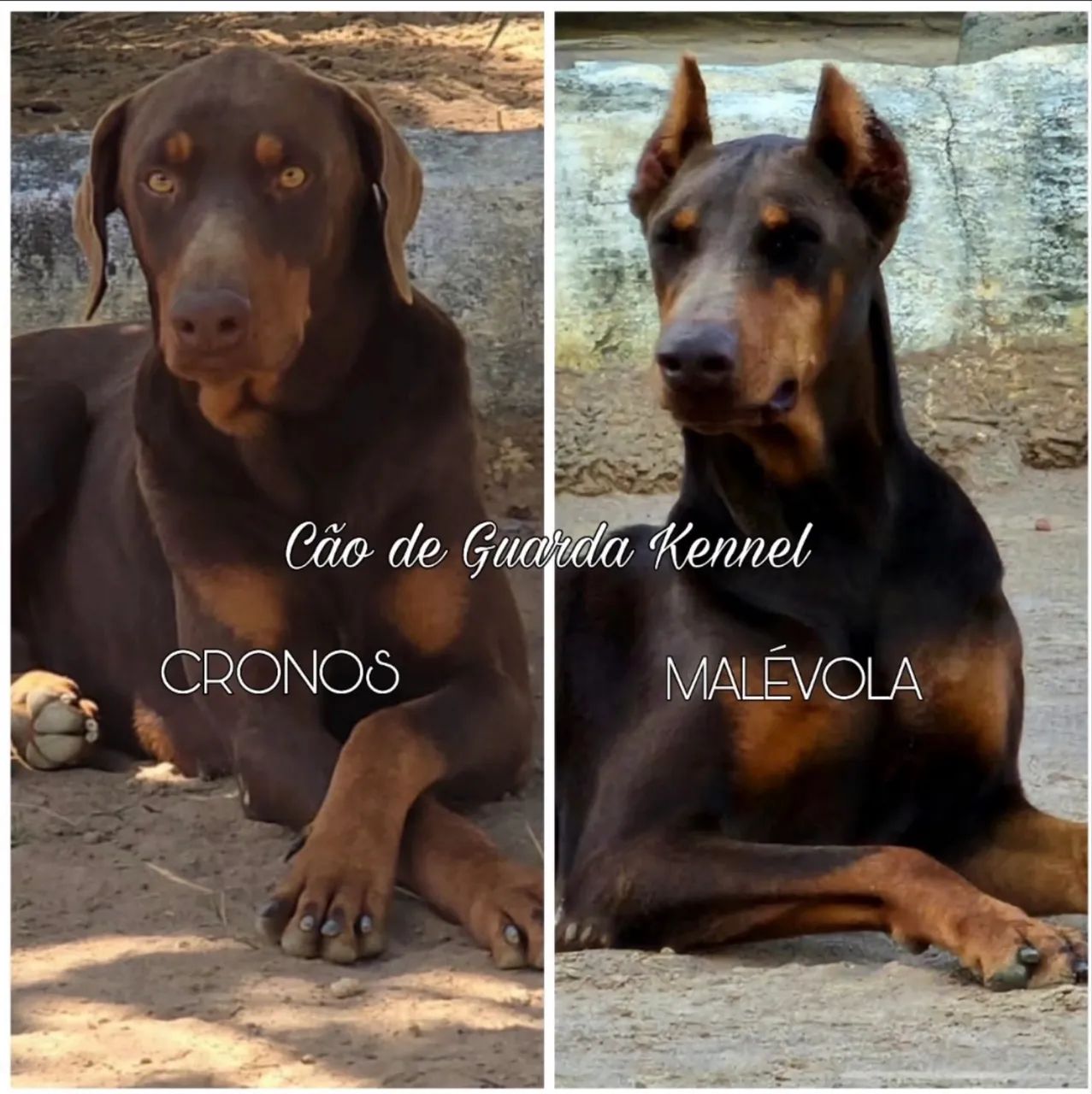 Cães Doberman  - Foto 5