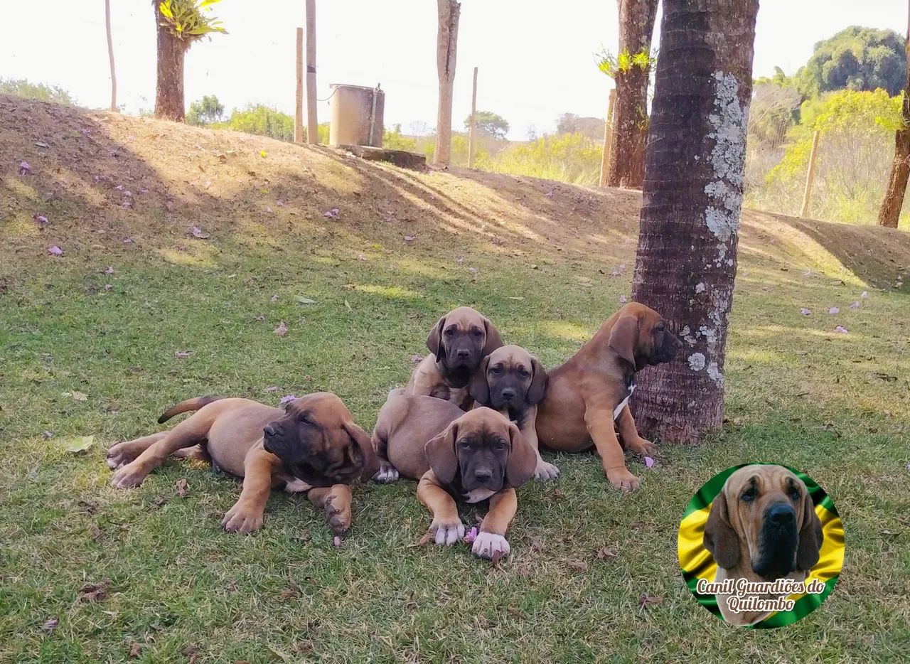 Fila Brasileiro  - Foto 3