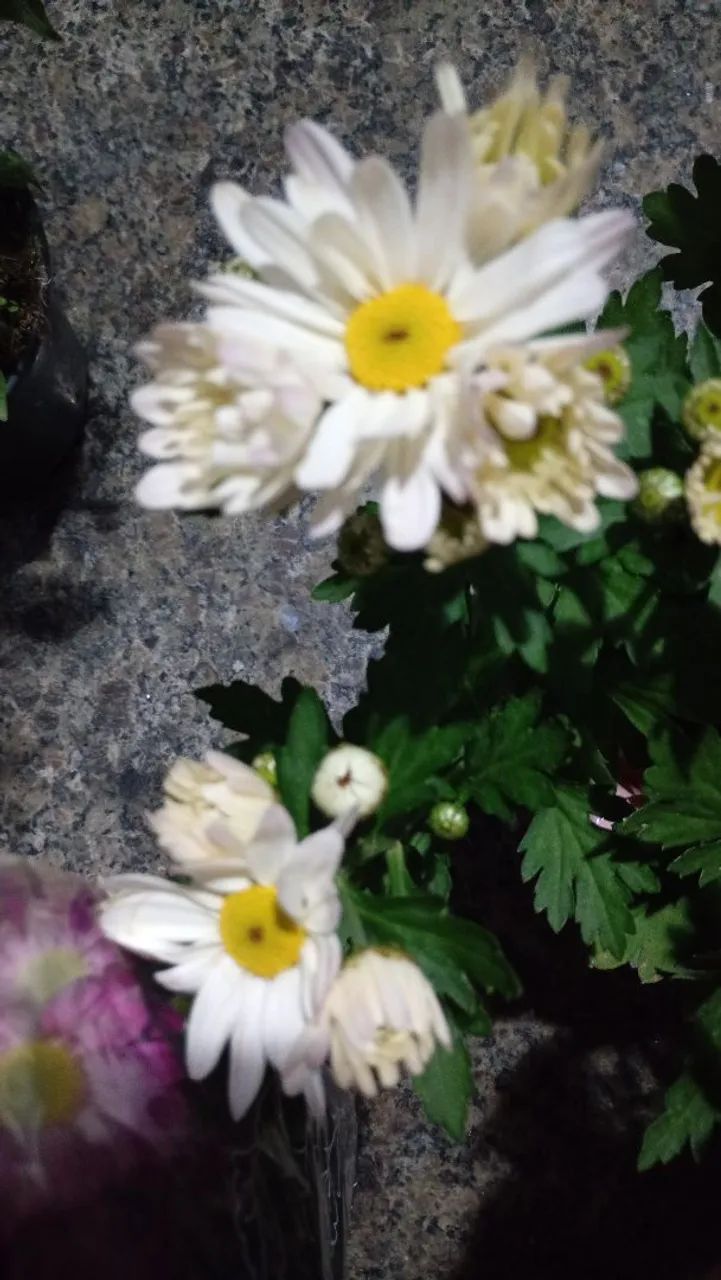 Mudas de plantas - Foto 2