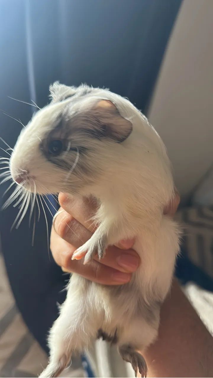 Porquinho da índia  - Foto 2