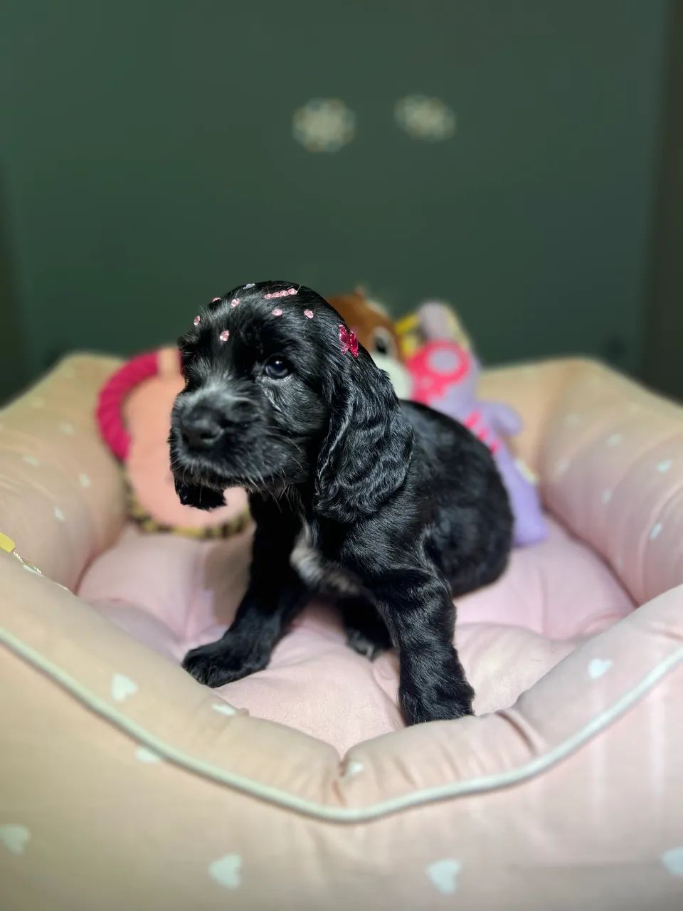 COCKER SPANIEL - Foto 2