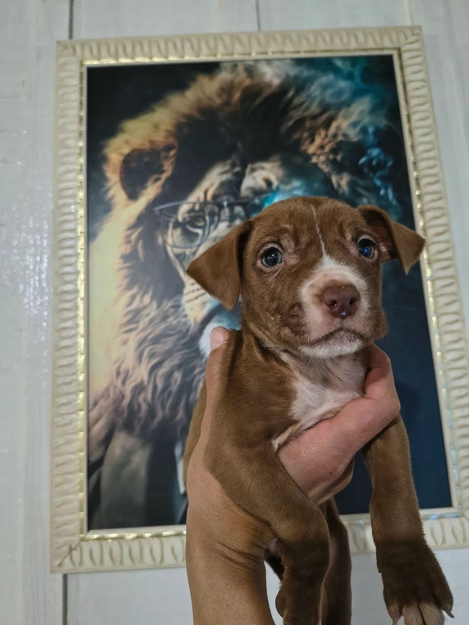 Pitbull x American Bully  - Foto 4