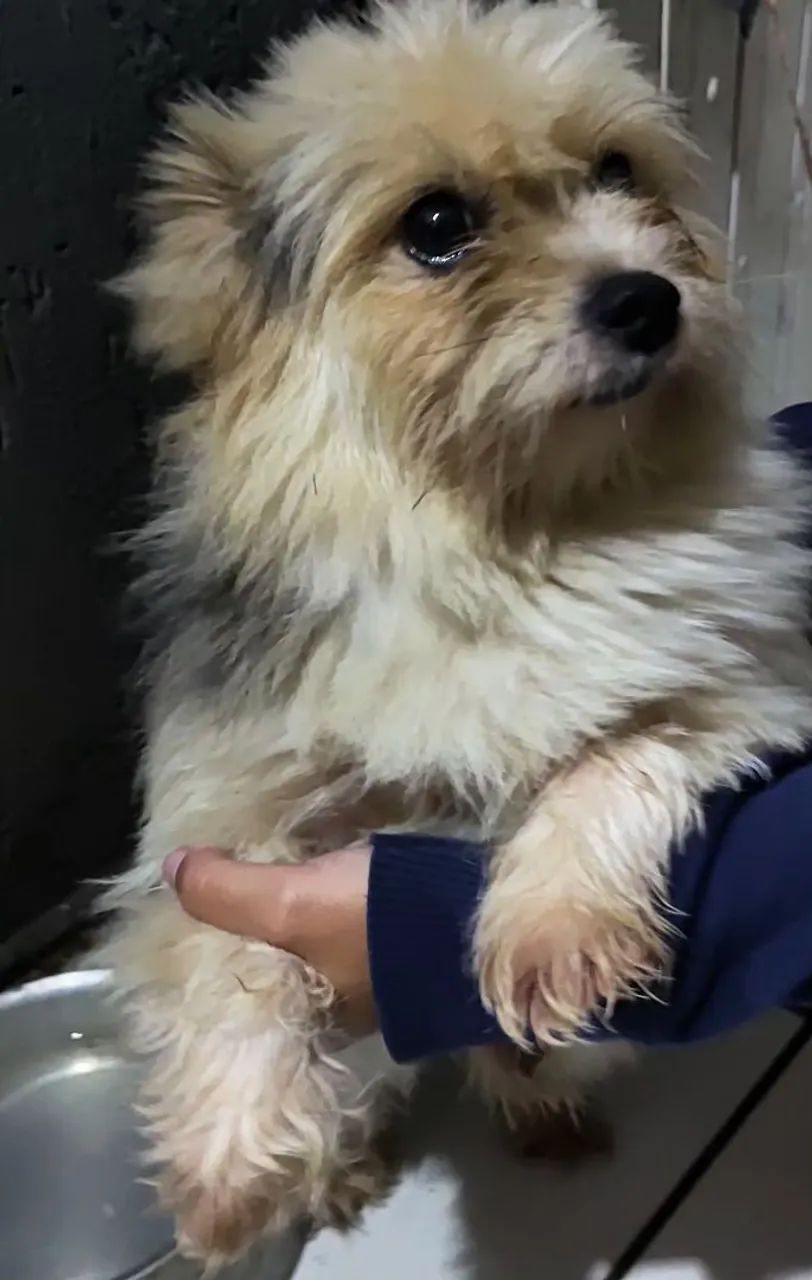 Adoção responsável biewer terrier (York branco) - Foto 4