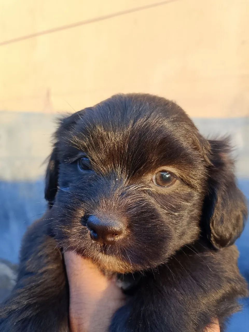 Cachorro  - Foto 2