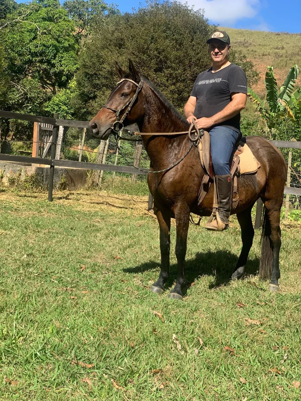 Cavalos Mangalarga Marchador  - Foto 2