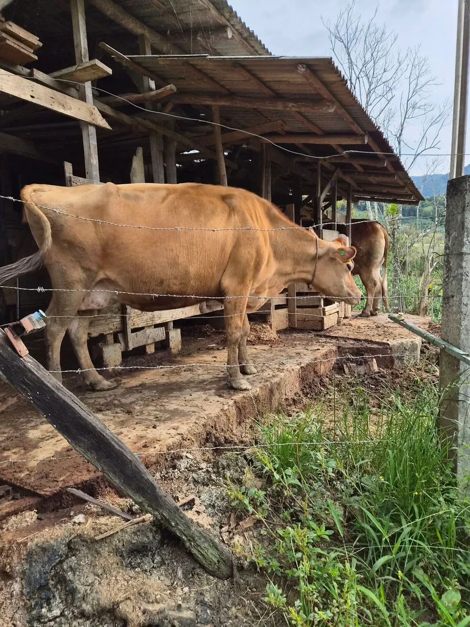 Vaca Jersey com cria - Foto 3