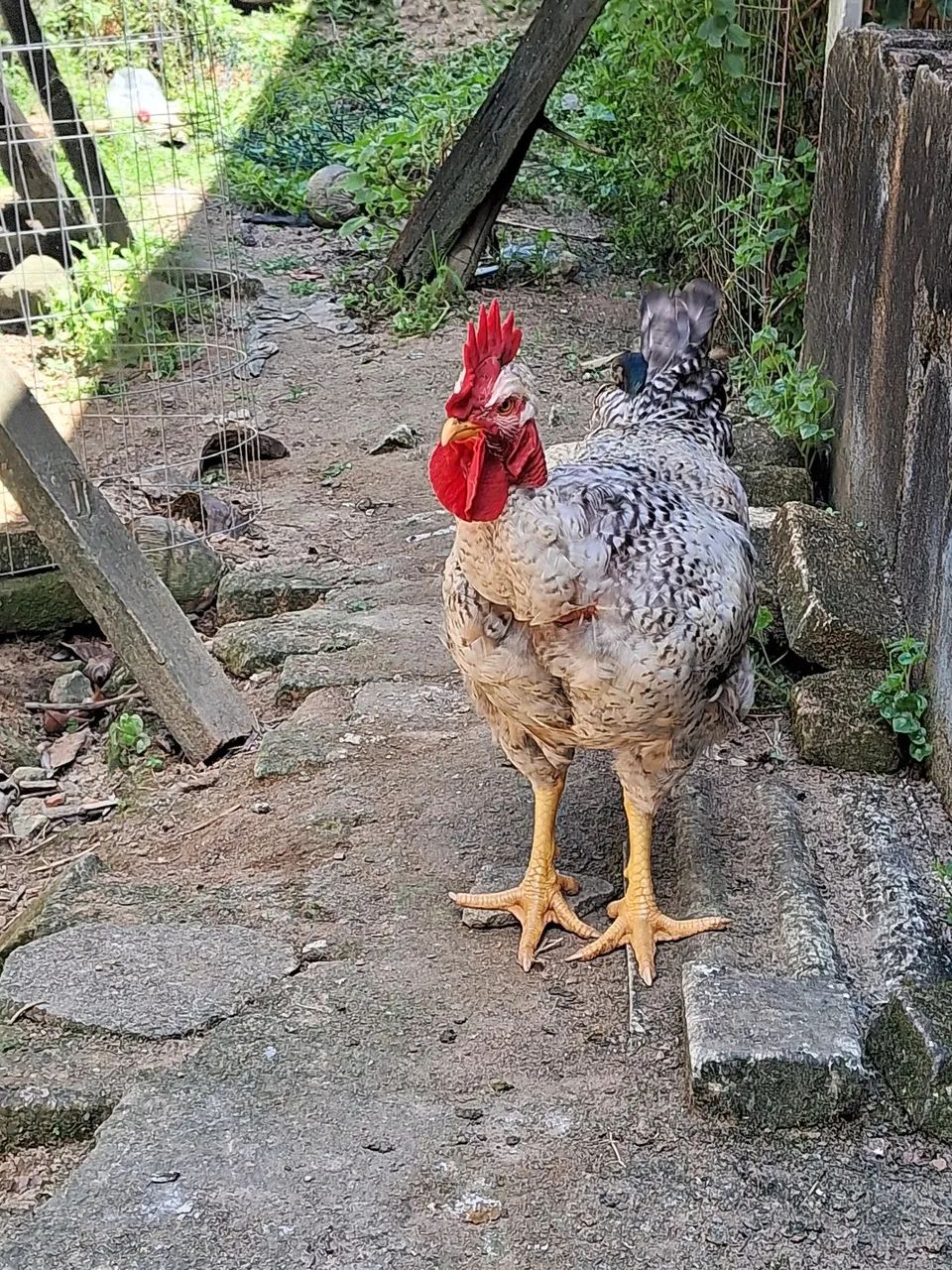 Vendo esse frango polaco 150 - Foto 3