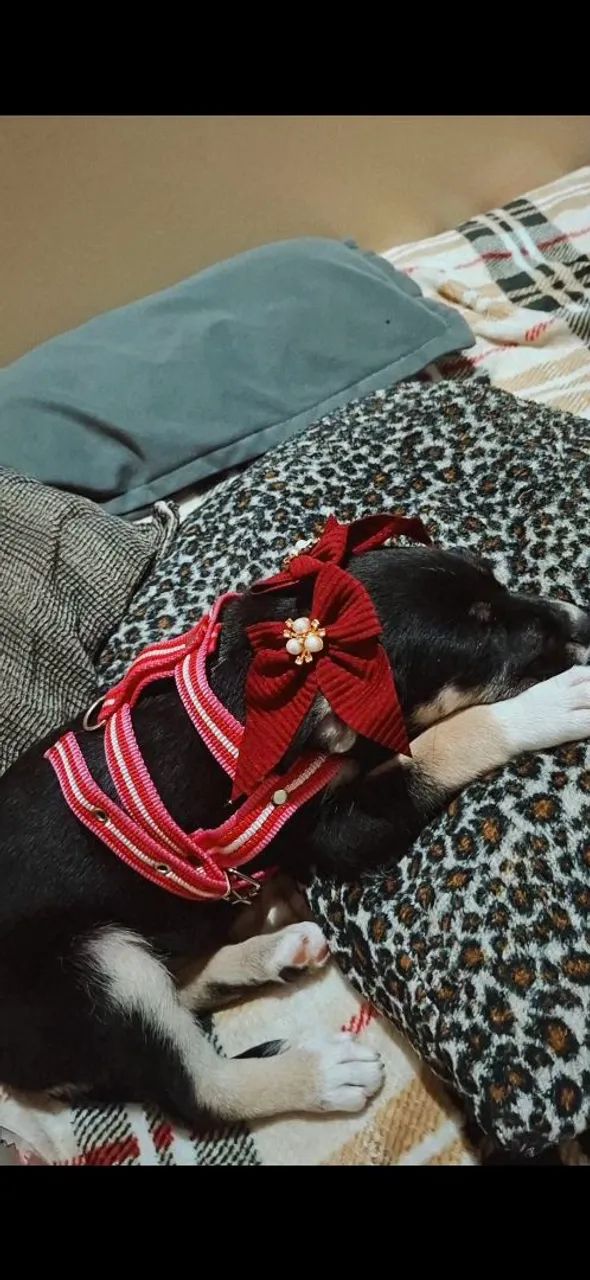 Adoção responsável,  filhote - Foto 3