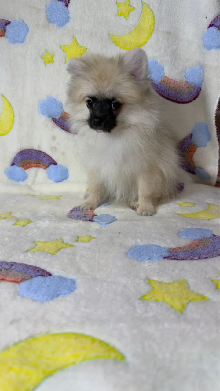 Spitz alemão anão  - Foto 4