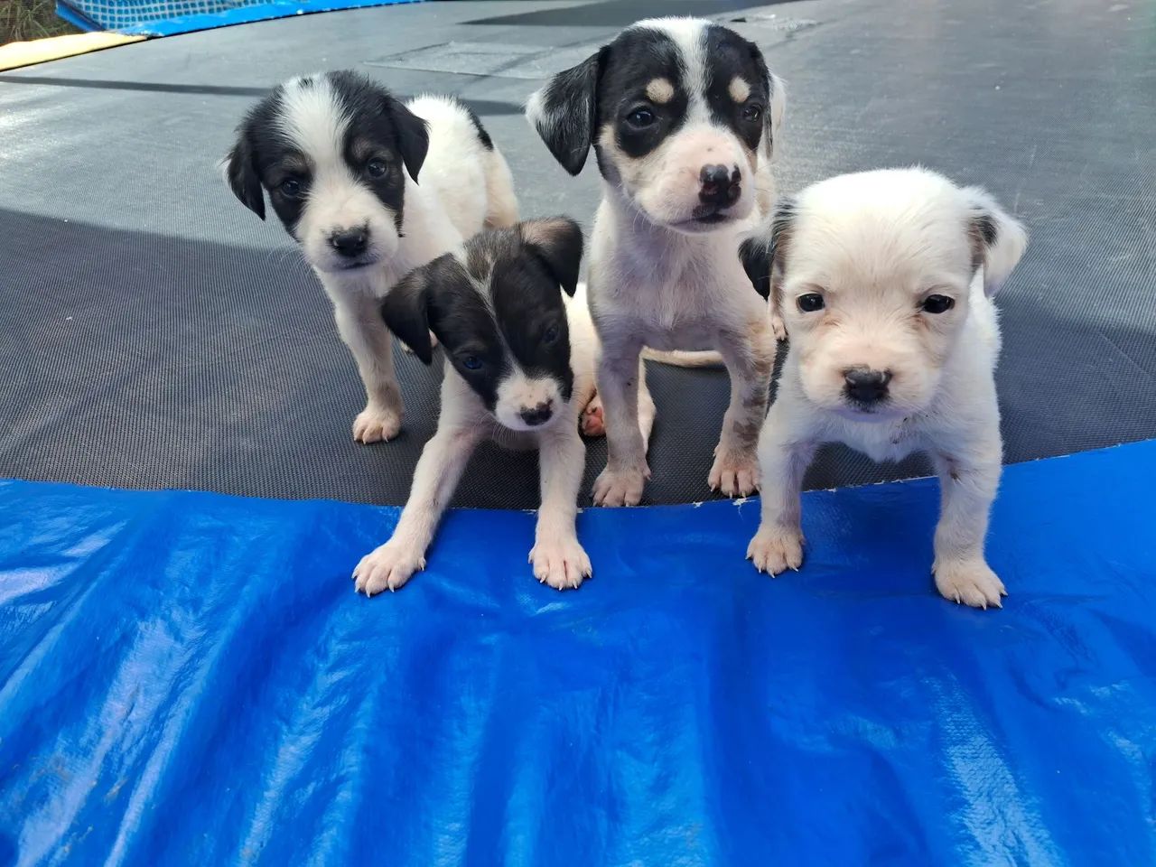 Doação Responsável  - Foto 4