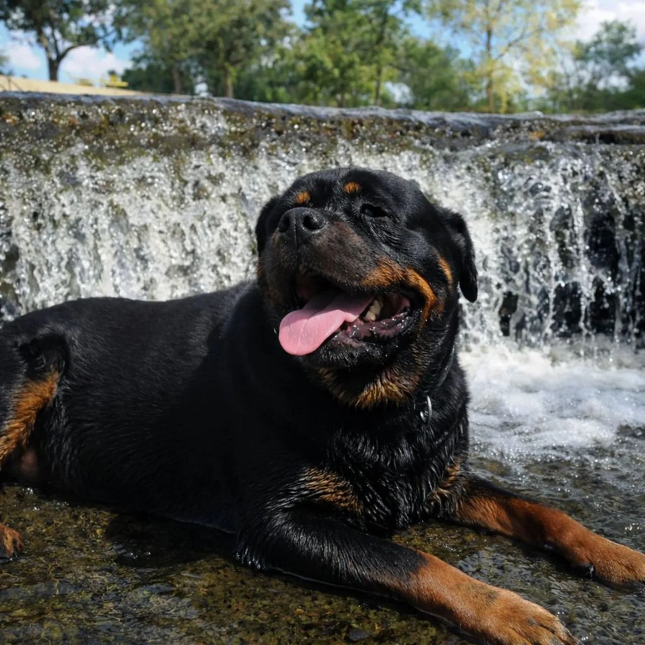 Rottweiler Filhotes  - Foto 3