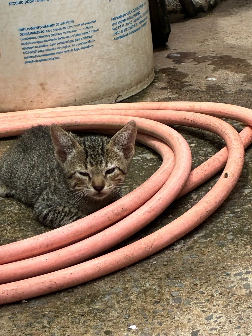 Gatinhos fofos para doação responsável  - Foto 5