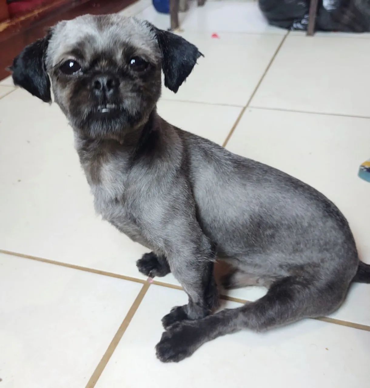 Doação shitzu  - Foto 2
