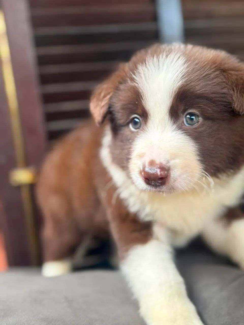 Border Collie com preço promocional¿