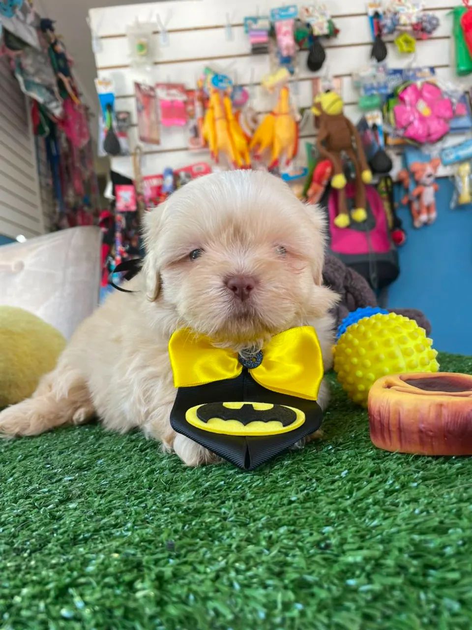 BB de shihtzu macho cor marfim  - Foto 2