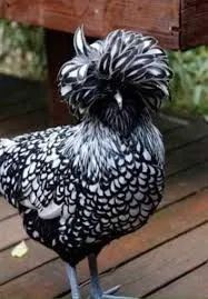 Polonesa 