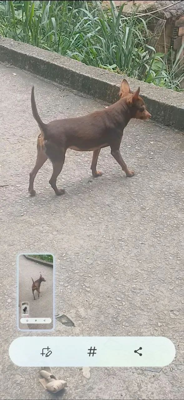Animau