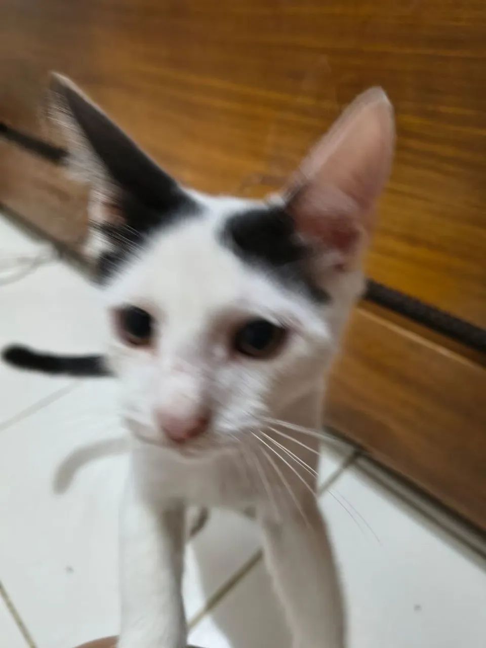 Doação responsável  - Foto 4