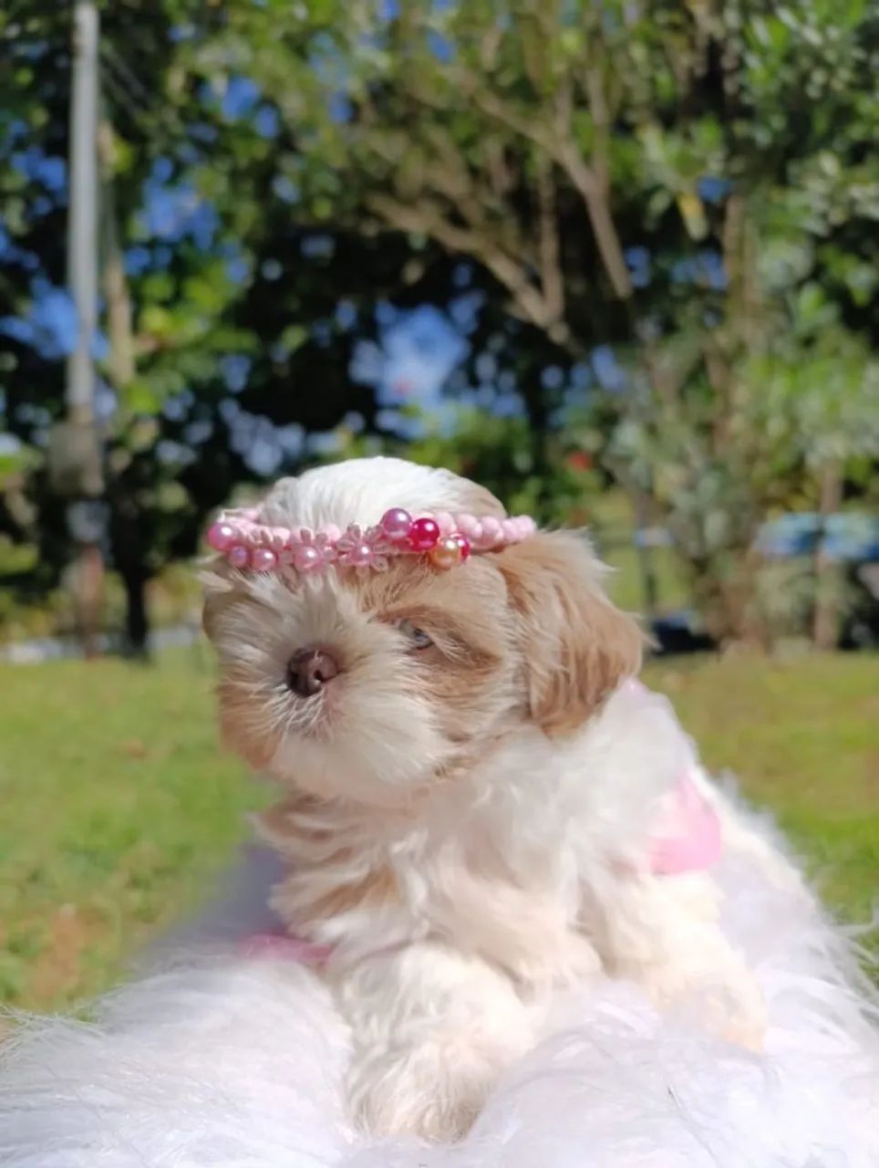 Shihtzu  - Foto 3