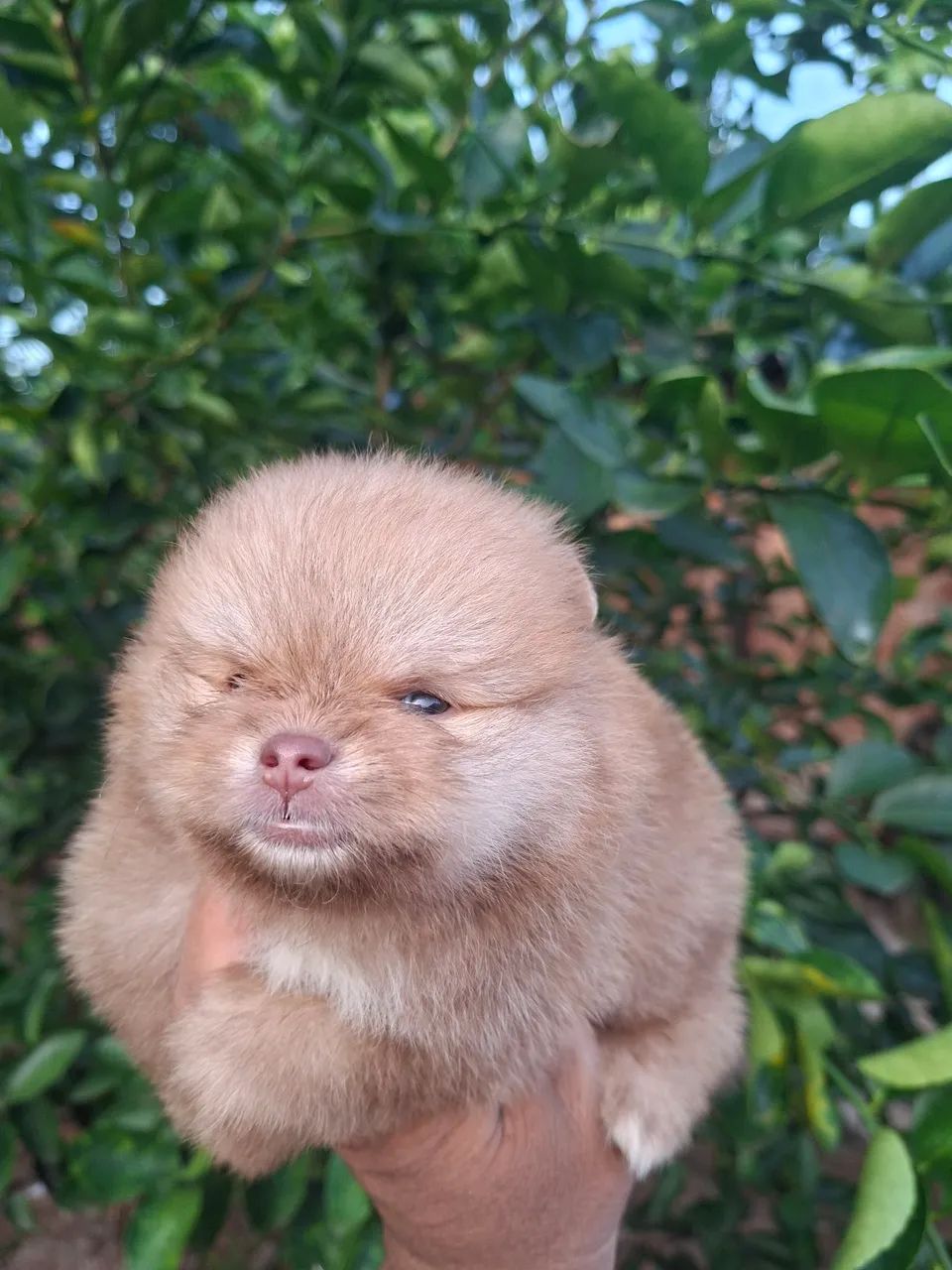 Spitz alemão  - Foto 3