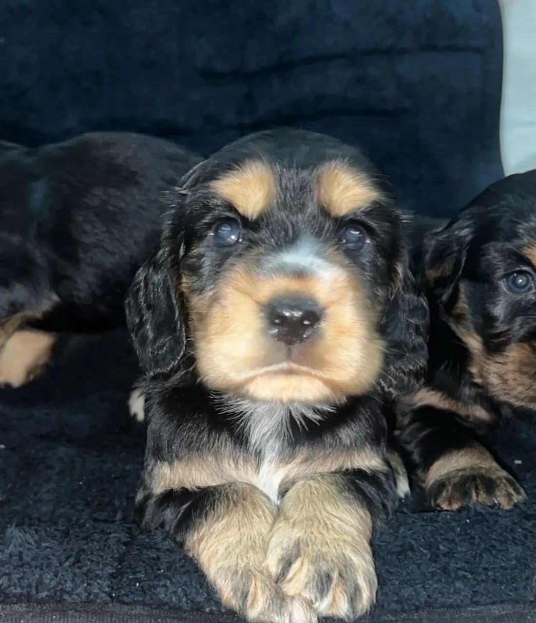 Filhotes machos de Cocker Spaniel  - Foto 2